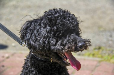 siyah kaniş, genç köpek, portre, kıvırcık, komik yüz, uzun dil, tasma, hayvan, yürüyüş, güneş, yakın çekim