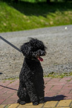 siyah kaniş, genç köpek, tam boy, kıvırcık, komik yüz, açık ağız, uzun dil, tasma, evcil hayvan, yürüyüş, güneş, yakın plan, sevimli, evcil, küçük, oturma, çimen