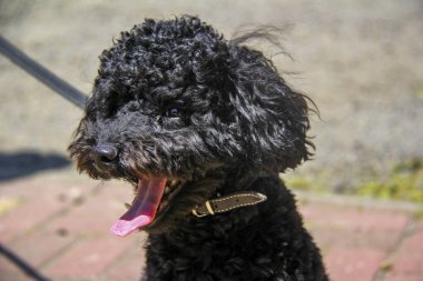 siyah kaniş, genç köpek, portre, kıvırcık, komik yüz, uzun dil, tasma, hayvan, yürüyüş, güneş, yakın çekim