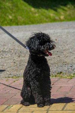 siyah kaniş, genç köpek, tam boy, kıvırcık, komik yüz, açık ağız, uzun dil, tasma, evcil hayvan, yürüyüş, güneş, yakın plan, sevimli, evcil, küçük, oturma, çimen