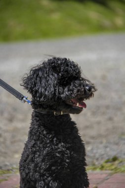 siyah kaniş, genç küçük köpek, portre, kıvırcık, komik yüz, açık ağız, uzun dil, tasmalı, evcil hayvan, yürüyüş, güneş, yakın plan, arkadaş, evcil, şirin, yavru köpek