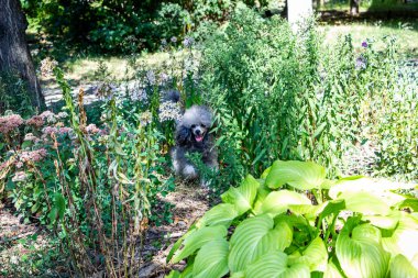 Gümüş kaniş, genç küçük köpek, çimenlerde duruyor, komik surat, ön manzara, orta boy, dik dik dik bakan, gri kıvırcık, pofuduk, yürüyen, evcil hayvan, arkadaş, yerli, mutlu, yavru köpek.,