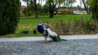 majestic colored peacock, standing on  path, long tail, tuft on head, large bird, beak, side view, pigeons in  grass, trees, lake background, reserve, horizontal photo,