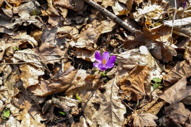 primroses, purple crocuses, growing on a lawn, fallen autumn leaves, autumn day, sunny, forest foothills, clear, walk, horizontal photo