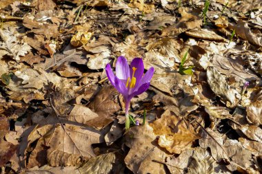 primroses, purple crocuses, grows on  lawn, green spruce branches, fallen autumn leaves, forest foothills, clear day, walk, horizontal photo