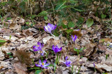 primroses, purple crocuses, grows on a lawn, green spruce branches, fallen autumn leaves, forest foothills, clear day, walk, horizontal photo