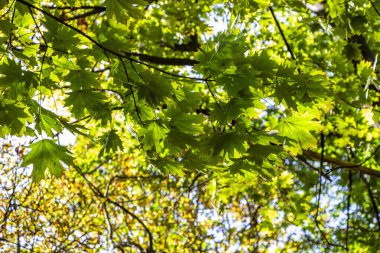 Yeşil akçaağaç yaprakları, arka plan sarı yapraklar, bulanık, sonbahar salonu planı, ağaç dalları, güneşle aydınlatılmış, aydınlık gün, yürüyüş, yatay fotoğraf