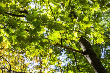 Yeşil akçaağaç yaprakları, arka plan sarı yapraklar, bulanık, sonbahar salonu planı, ağaç dalları, güneşle aydınlatılmış, aydınlık gün, yürüyüş, yatay fotoğraf