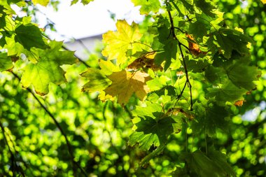 Sarı akçaağaç yaprakları, dalda yeşil-sarı ağaçların arka planı, aşağıdan manzara, orta plan, güneş, sonbahar renkleri, sonbaharın ilk zamanları, doğa, yürüyüş, yatay fotoğraf, ağaç, güneş ışığı, park, aydınlık mevsim