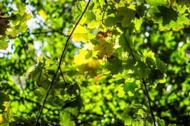 Sarı akçaağaç yaprakları, dalda yeşil-sarı ağaçların arka planı, aşağıdan manzara, orta plan, güneş, sonbahar renkleri, sonbaharın ilk zamanları, doğa, yürüyüş, yatay fotoğraf, ağaç, güneş ışığı, park, aydınlık mevsim