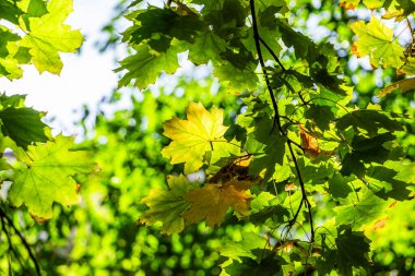 Sarı akçaağaç yaprakları, dalda yeşil-sarı ağaçların arka planı, aşağıdan manzara, orta plan, güneş, sonbahar renkleri, sonbaharın ilk zamanları, doğa, yürüyüş, yatay fotoğraf, ağaç, güneş ışığı, park, aydınlık mevsim