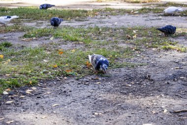 Sıradan şehir güvercinleri, çimenlerde otlar, gri kuşlar gagalar, tohumlar, sarı yapraklar, ısı, güneş lekeleri, park
