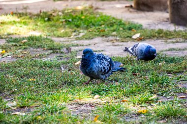 Sıradan şehir güvercinleri, çimenlerde otlar, gri kuşlar gagalar, tohumlar, sarı yapraklar, ısı, güneş lekeleri, park