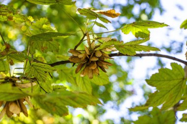 bright yellow lionfish, maple fruits, among brown-green leaves, close-up, autumn landscape, tree branches, backlit by the sun, clear day, walk, horizontal photo, blurred background, background,