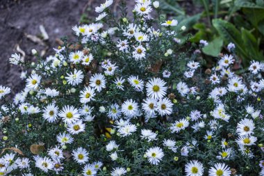 Beyaz çiçeklerdeki yaban arısı, böcek, alp taşı, küçük, sarı orta, bol bol çiçek açan, çiçek tarhında, yeşil yapraklar, sonbahar, dekoratif, yakın plan, bahçe.