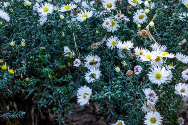 Beyaz çiçeklerdeki yaban arısı, böcek, alp taşı, küçük, sarı orta, bol bol çiçek açan, çiçek tarhında, yeşil yapraklar, sonbahar, dekoratif, yakın plan, bahçe.