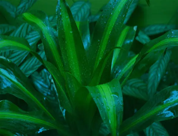 Dracena Yeşil Yapraklar üzerinde sarı kurdeleler