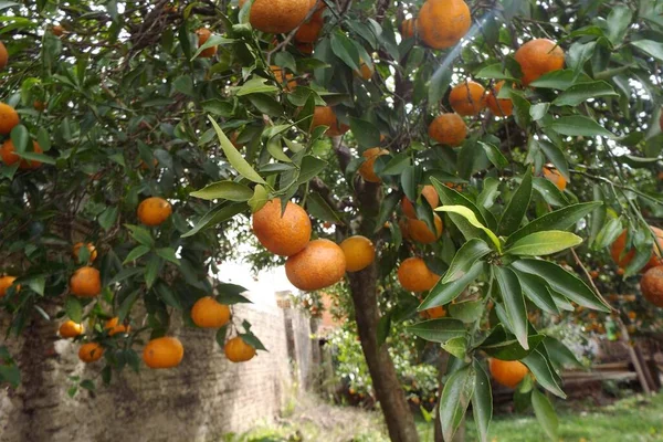 Mandalina. Mandarin likörü, Meyve Whit vitamini C.