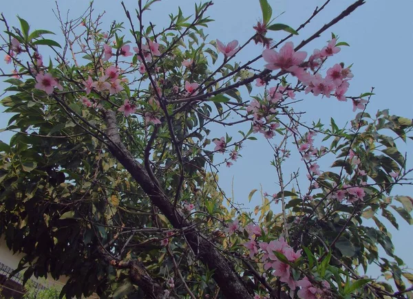 Şeftali. Çiçekler Güzel açık gökyüzü mavisi.