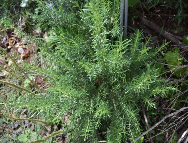 Biberiye. İlaçlar. Alzheimer 'la savaşan asit içeriyor.