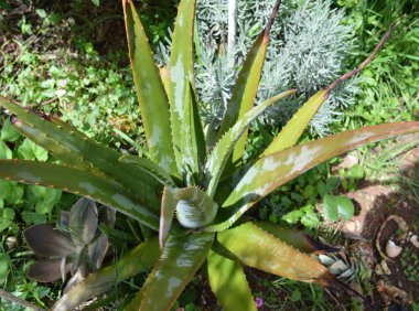 Aloe Vera, Sulu İlaçlar.