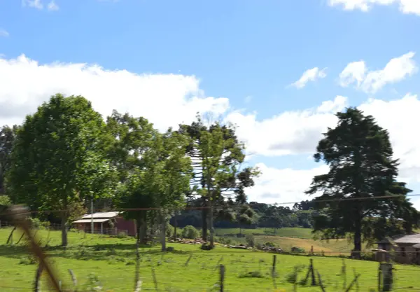 Arka planda öküz ve ev olan kırsal bir yer.