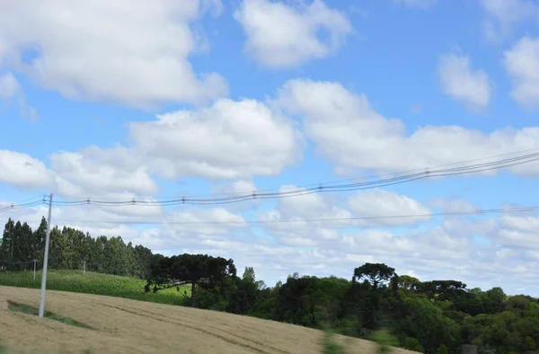 Güney Brezilya 'da buğday ekimi