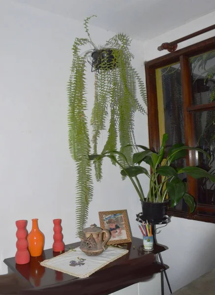 Fern Metro Polypodium Persicifolium veya Sulugöz