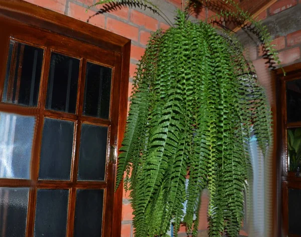 stock image Fern Metro Polypodium Persicifolium or Crybaby