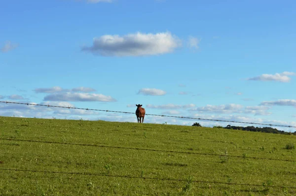 Yerel çayır tarlasında yalnız bir inek.