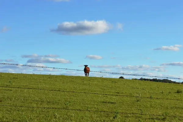 Yerel çayır tarlasında yalnız bir inek.