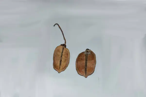 Yapraklı bitki aresi ve parke. Jacaranda Mimosifolia. Kapsüller sapı. Tohum süslemesi. dizayn