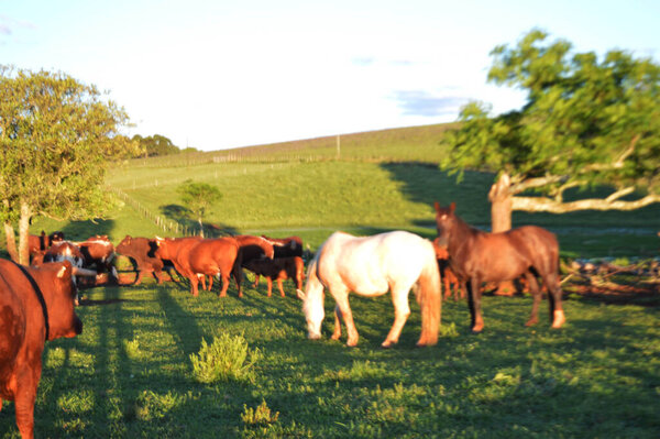 стадо коров, пасущихся на пастбищах.