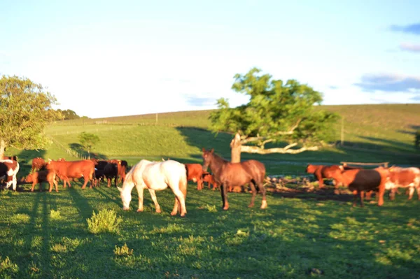 Otlakta otlayan inek sürüsü..