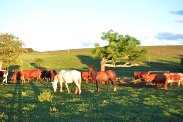 стадо коров, пасущихся на пастбищах.