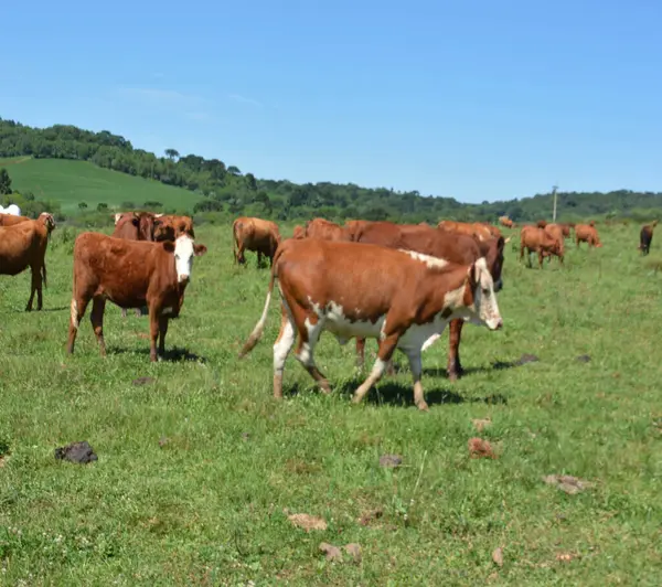 Yaz otlağındaki inekler, yeşil çimenler