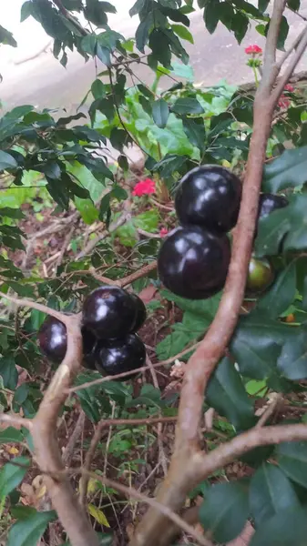 Meyveli Jaboticaba çok tatlı.