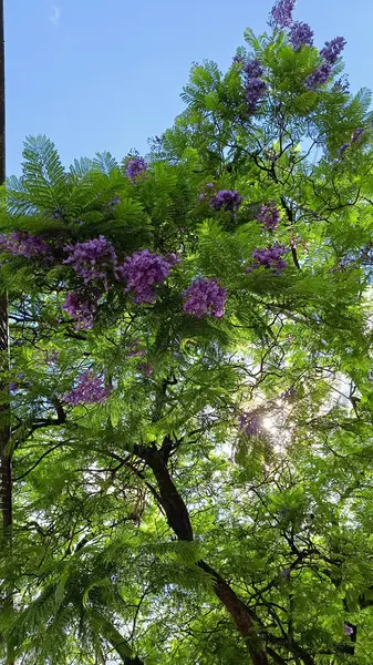 Ormanın güzel manzarası