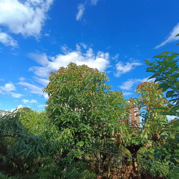 Güzel botanik fotoğrafı, doğal duvar kağıdı.