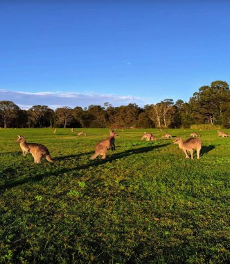 Ormanda bir grup geyik