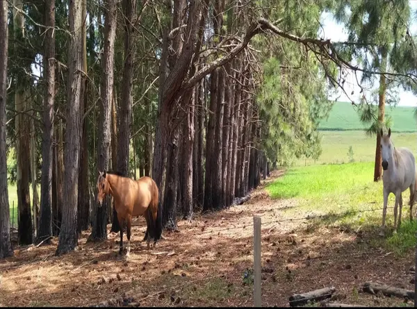 Atlar tarlada otluyor.