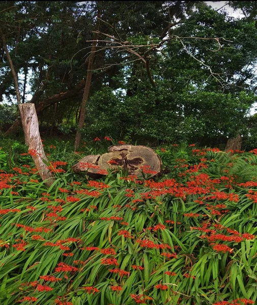 Kırmızı çiçek tarlasında büyük bir ağaç kütüğü.