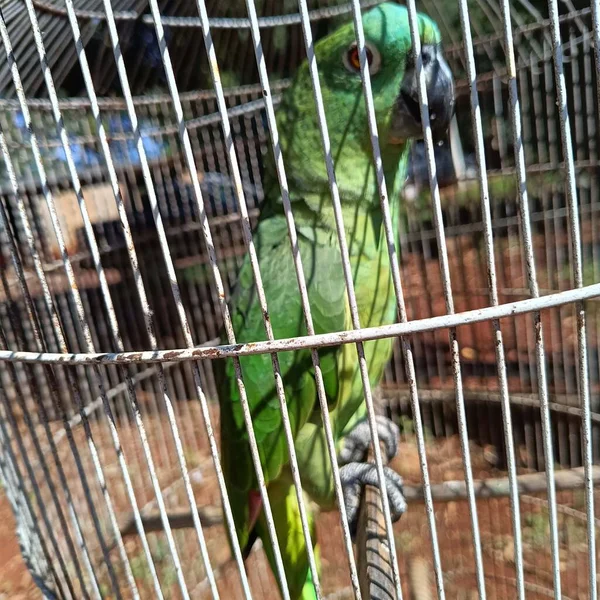 Psittacidae uysal ve dost canlısı bir kuş.