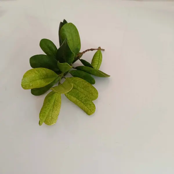 karanfil antibakteriyel ve anti-mantar etkisine sahiptir.