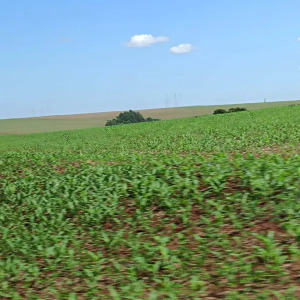 Mısır ile yeşil alan