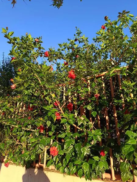 Çiçekli ibiscus Bahçede