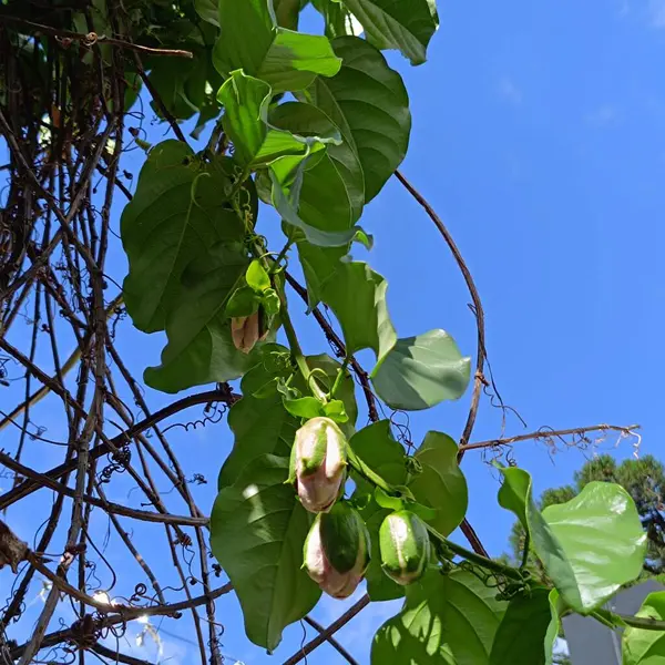 Acacia Mimosa Podalyrifolia sokağı. Süslü plan kareleri 