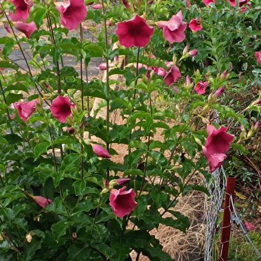 Güzel botanik fotoğrafı, doğal duvar kağıdı.