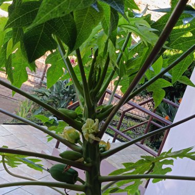 Bahçedeki yeşil bitki Meyve Papaya