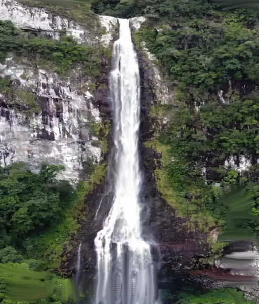 Cascate ağacı Forquilhas Brezilya
